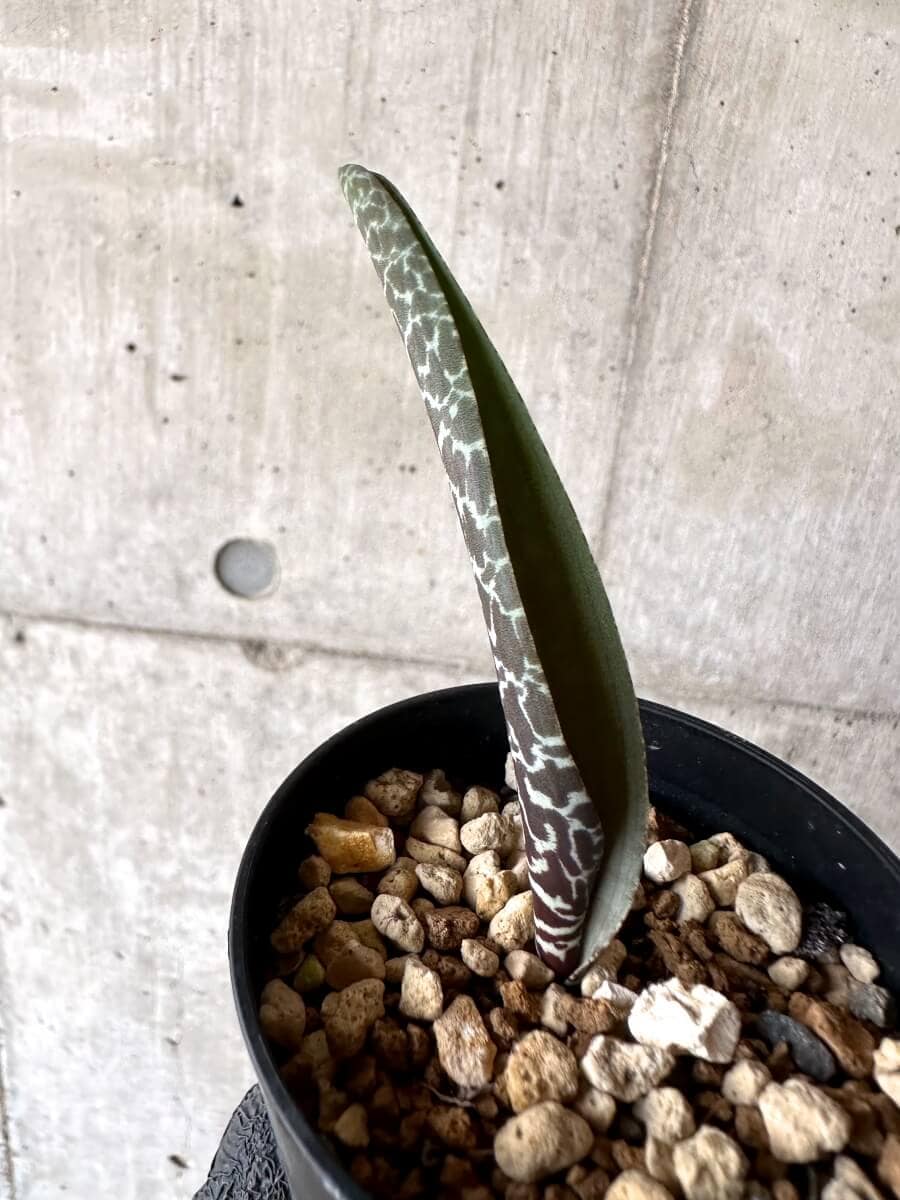 【現品限り】ラケナリア・ゼブリナ【M76】 Lachenalia zebrina