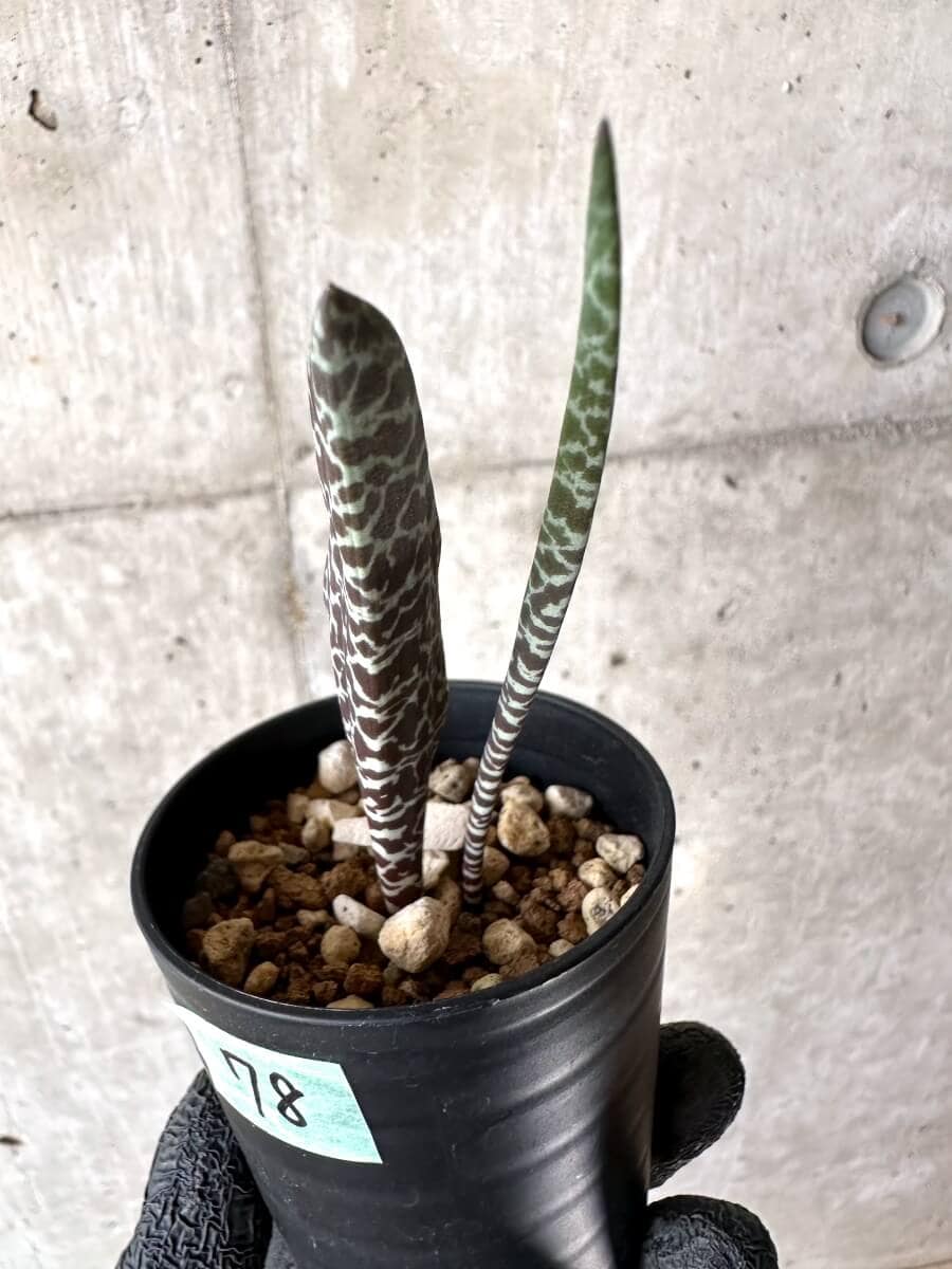 【現品限り】ラケナリア・ゼブリナ【M78】 Lachenalia zebrina