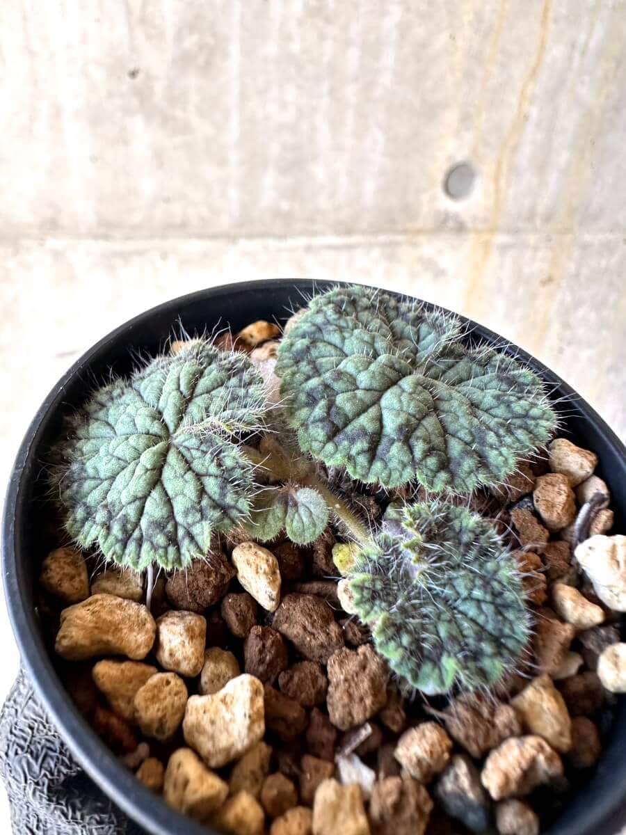 【現品限り】ペラルゴニウム・バルクリ【O11】 Pelargonium barklyi