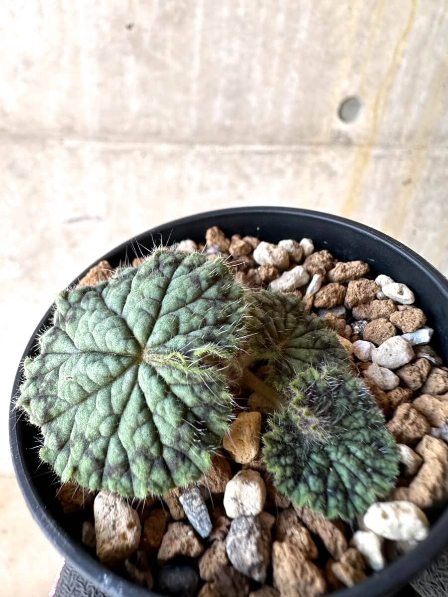 【現品限り】ペラルゴニウム・バルクリ【O14】 Pelargonium barklyi