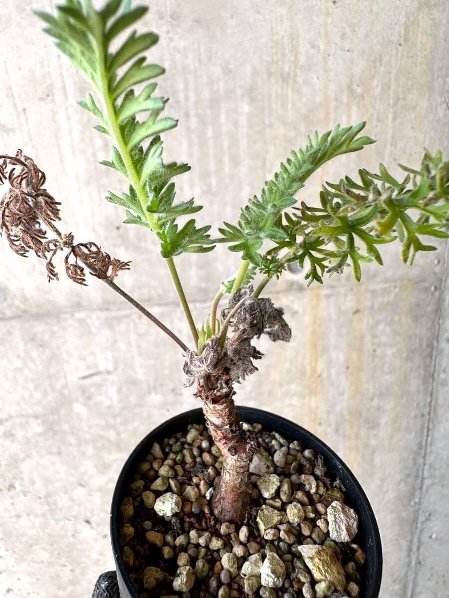 【現品限り】ペラルゴニウム・ボウケリ【O17】 Pelargonium bowkeri