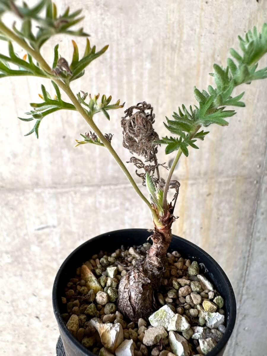 【現品限り】ペラルゴニウム・ボウケリ【O18】 Pelargonium bowkeri