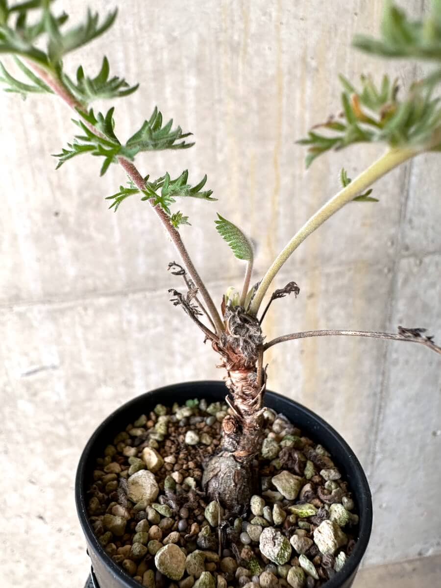 【現品限り】ペラルゴニウム・ボウケリ【O19】 Pelargonium bowkeri