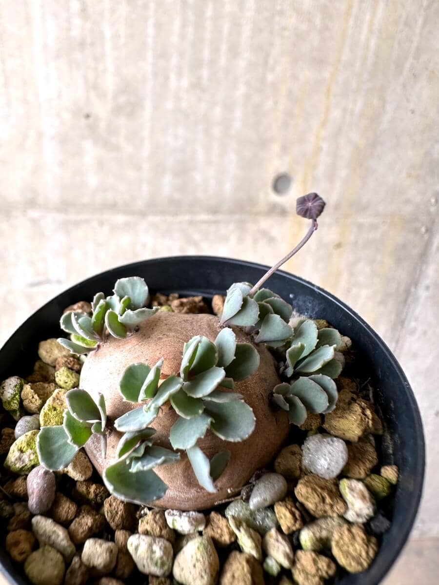 【現品限り】オトンナ・カカリオイデス 現地株 発根済み【O31】 Othonna cacalioides