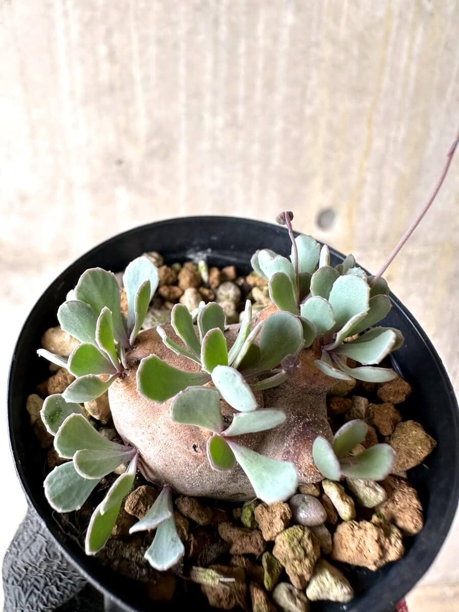 【現品限り】オトンナ・カカリオイデス 現地株 発根済み【O33】 Othonna cacalioides