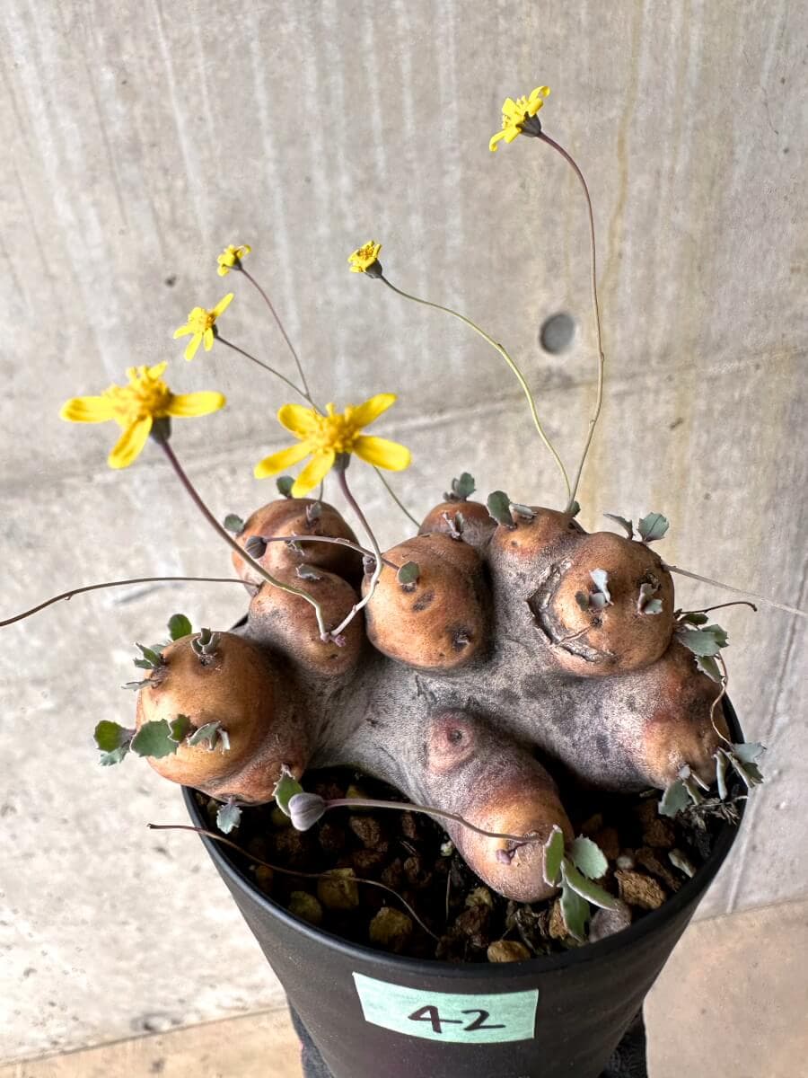 【現品限り】オトンナ・カカリオイデス 大株 現地株 発根済み【O42】 Othonna cacalioides