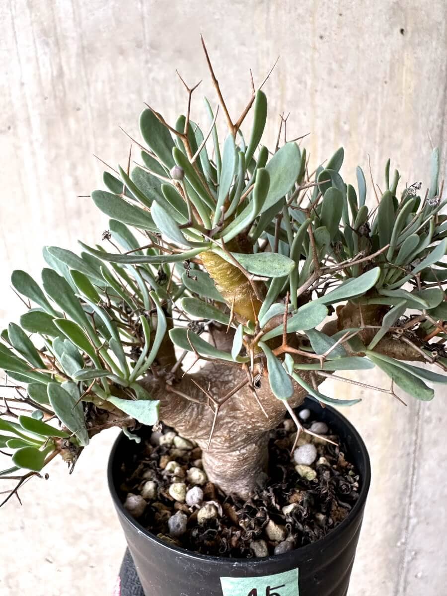 【現品限り】オトンナ・ユーフォルビオイデス【O45】 Othonna euphorbioides