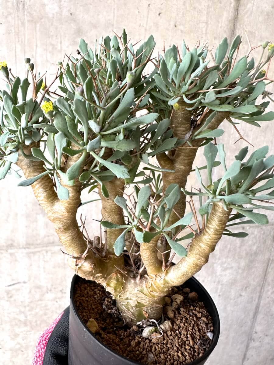 【現品限り】オトンナ・ユーフォルビオイデス【O47】 Othonna euphorbioides