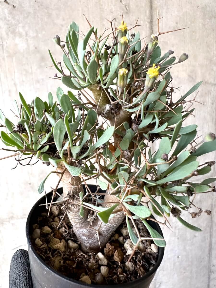 【現品限り】オトンナ・ユーフォルビオイデス【O48】 Othonna euphorbioides