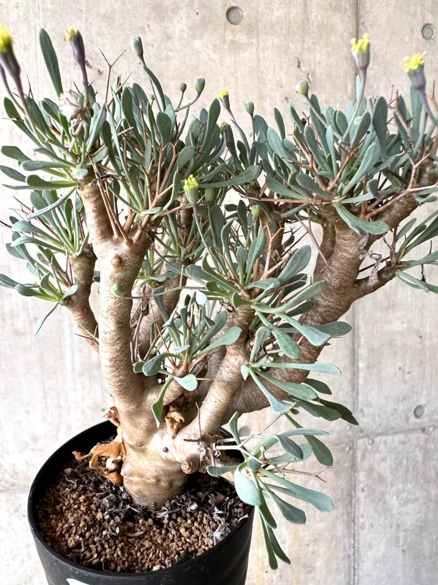 【現品限り】オトンナ・ユーフォルビオイデス【O49】 Othonna euphorbioides