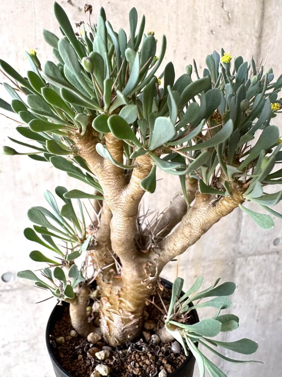 【現品限り】オトンナ・ユーフォルビオイデス【O51】 Othonna euphorbioides