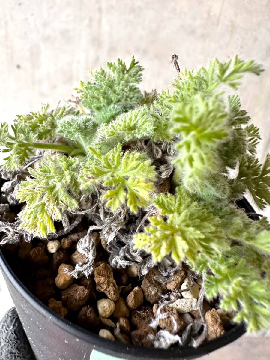 【現品限り】ペラルゴニウム・アッペンディクラツム【O58】 Pelargonium appendiculatum