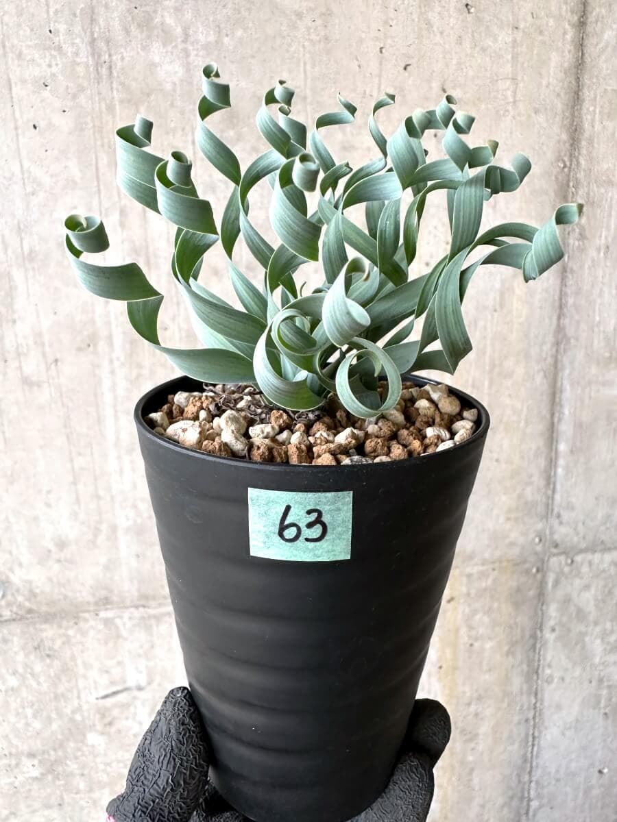 現品限り】アルブカ・コンコルディアナ【O63】 Albuca concordiana