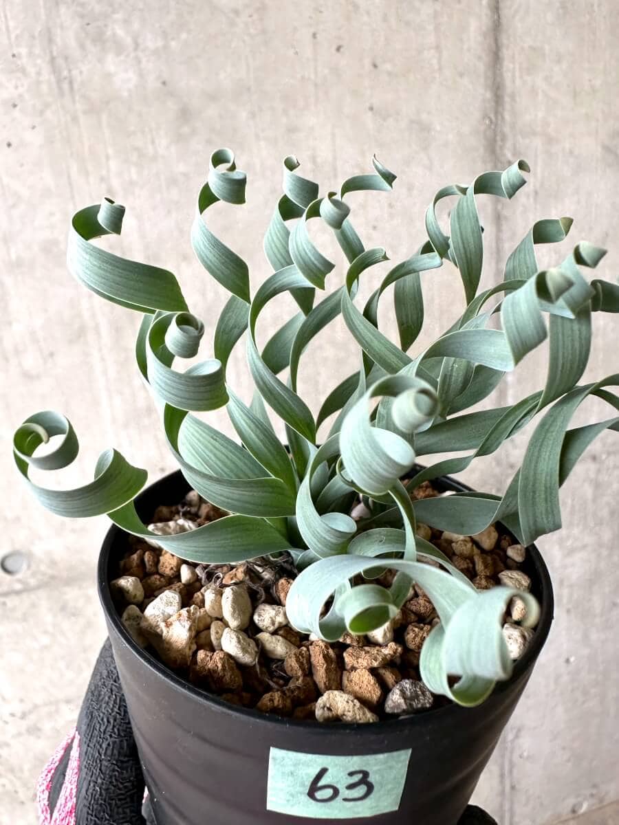 【現品限り】アルブカ・コンコルディアナ【O63】 Albuca concordiana