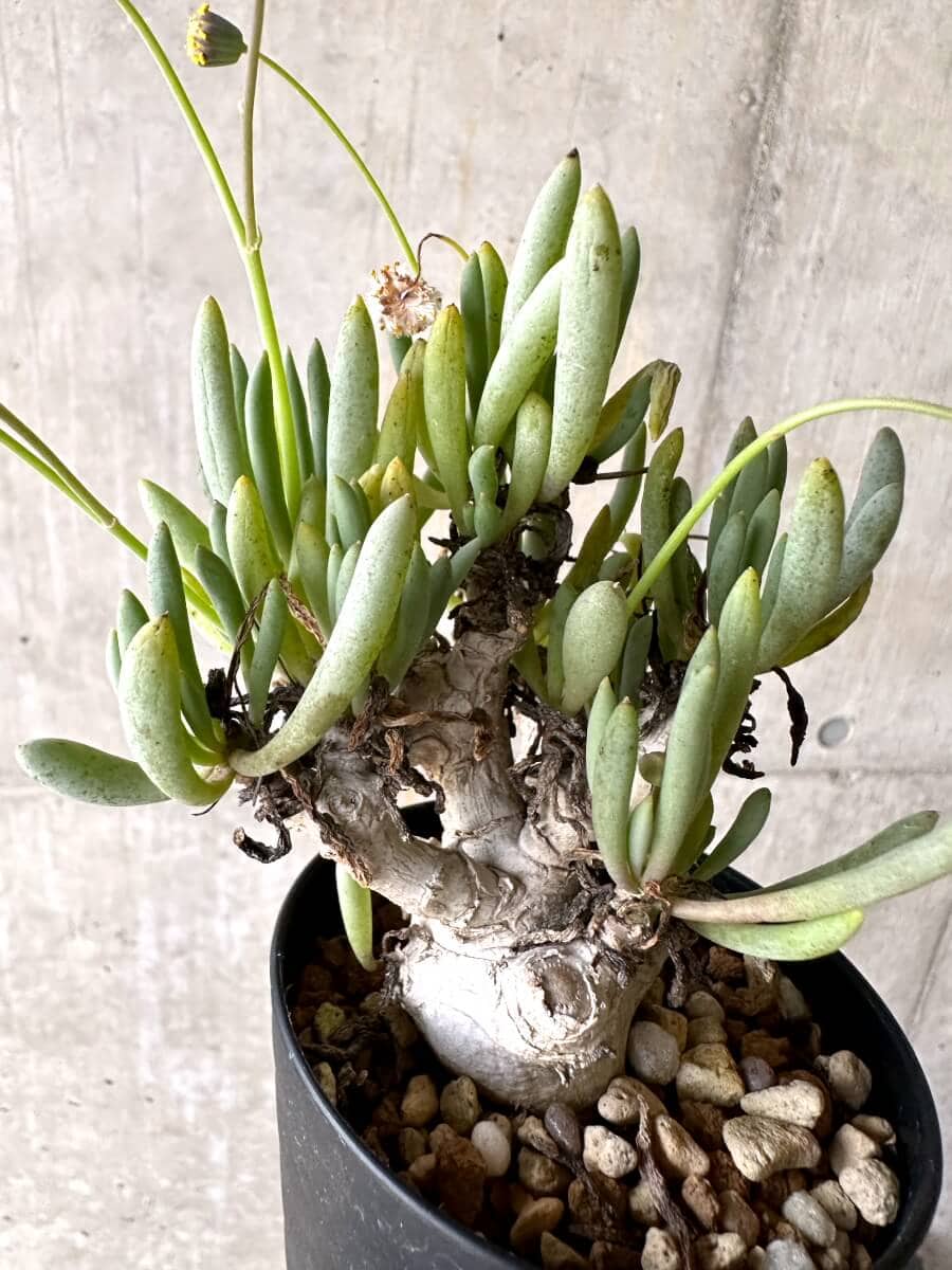 【現品限り】オトンナ・クラビフォリア【O67】 Othonna clavifolia