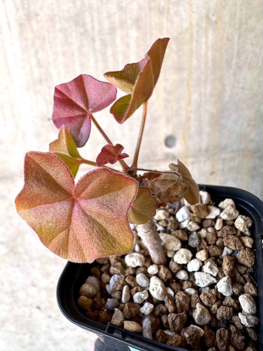 【現品限り】ペラルゴニウム・トンガエンセ【O6】 Pelargonium tongaense