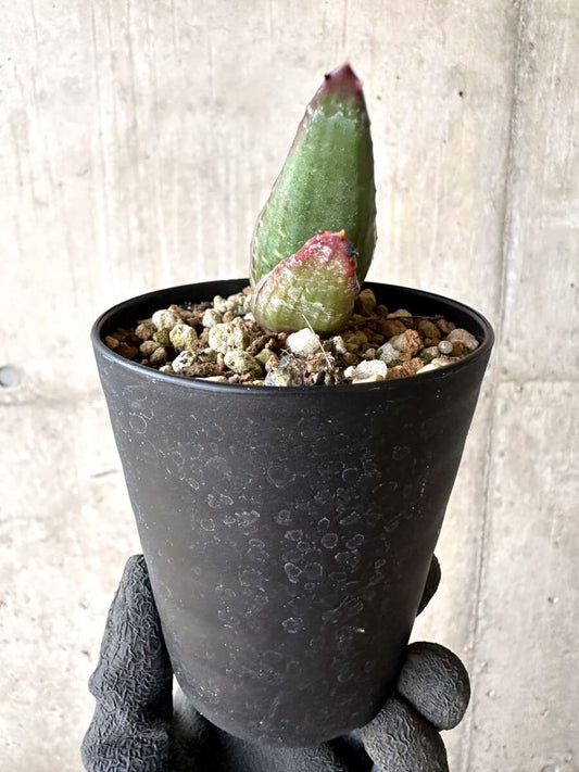 【現品限り】アロエ・パベルカエ【O71】 Aloe pavelkae