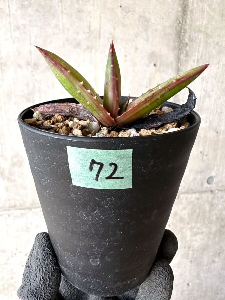現品限り】アロエ・パベルカエ【O72】 Aloe pavelkae 塊根植物