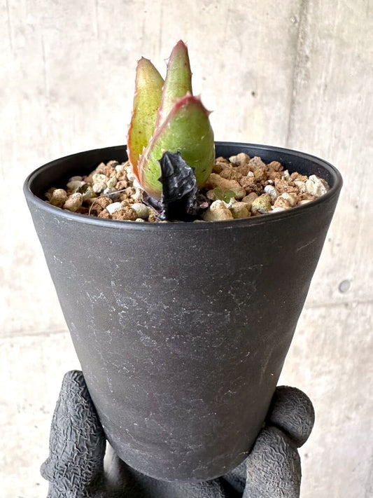 【現品限り】アロエ・パベルカエ【O72】 Aloe pavelkae