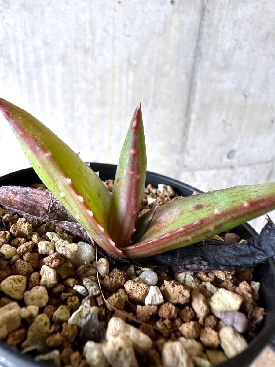【現品限り】アロエ・パベルカエ【O72】 Aloe pavelkae