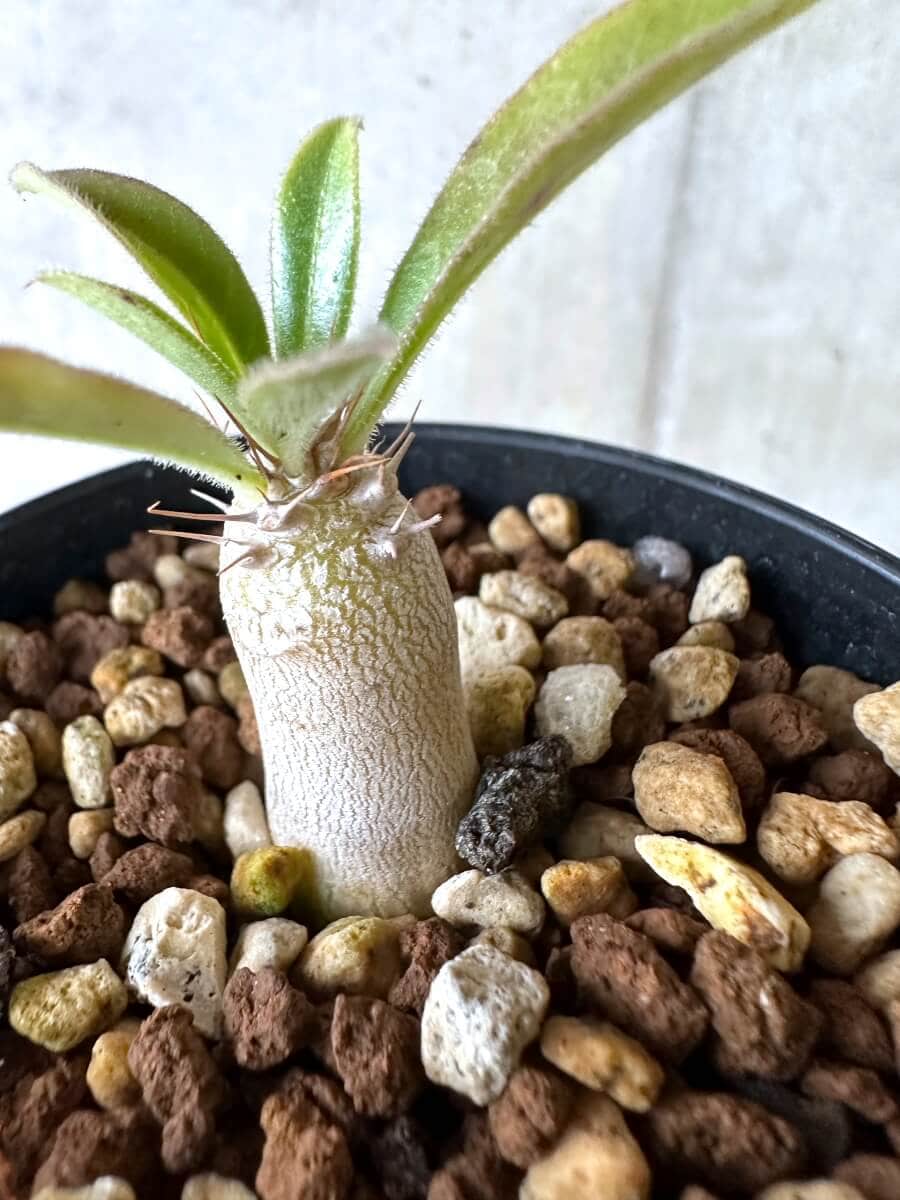 【現品限り】パキポディウム・サンデルシー 白馬城【O74】 Pachypodium saundersii