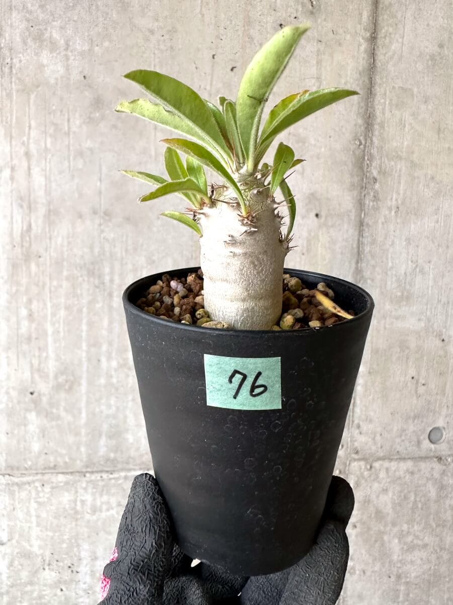 観葉植物 「横浜市北部お引き渡し限定」パキポディウムサンデルシー