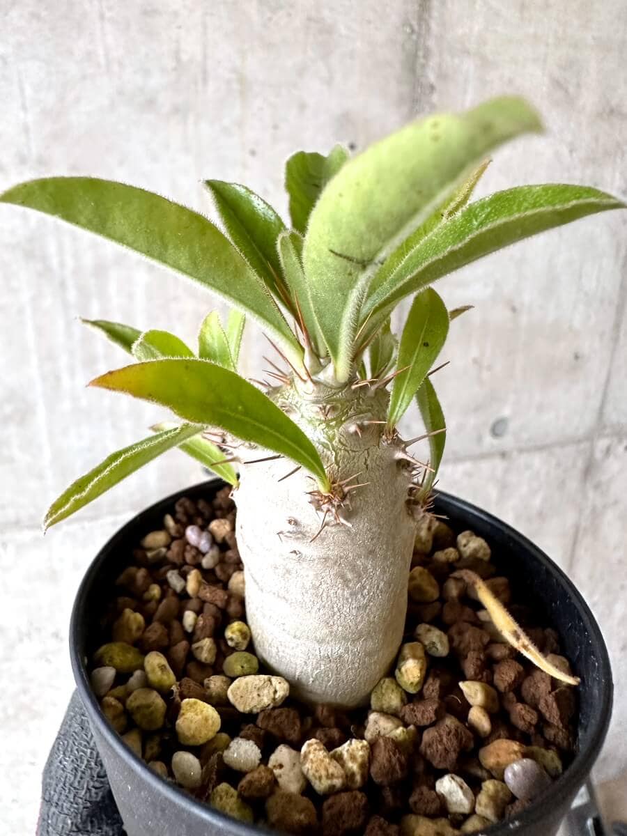 【現品限り】パキポディウム・サンデルシー 白馬城【O76】 Pachypodium saundersii