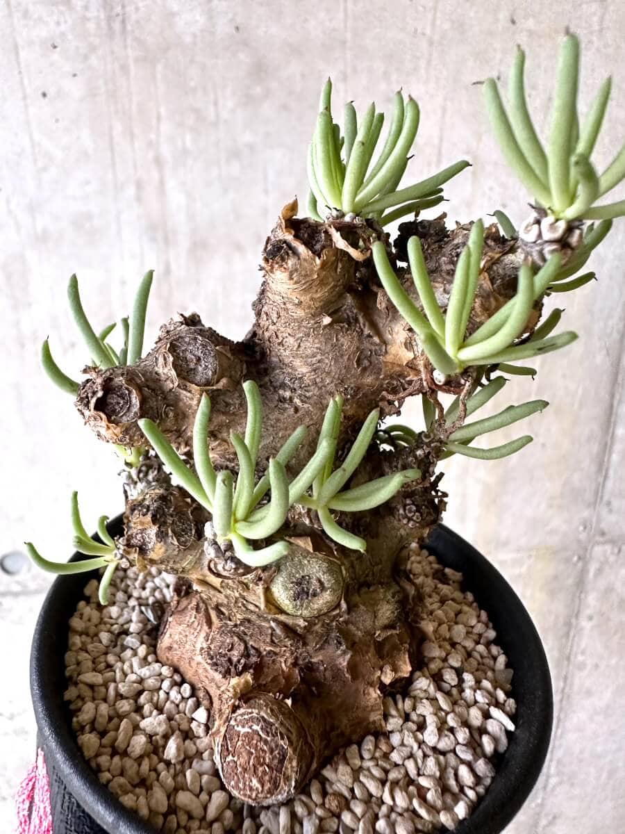【現品限り】チレコドン・ペアルソニー 現地株 発根済み【O78】 Tylecodon pearsonii