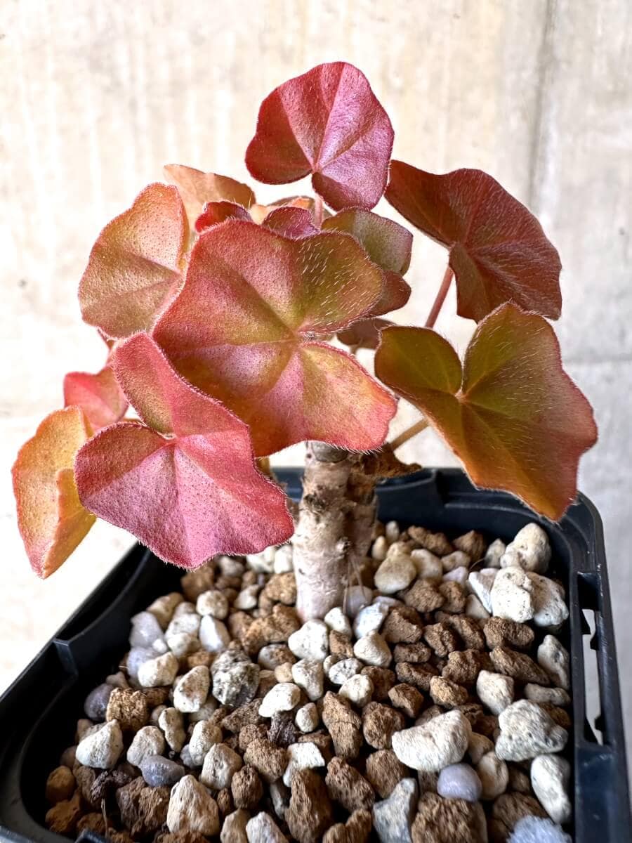 【現品限り】ペラルゴニウム・トンガエンセ【O7】 Pelargonium tongaense