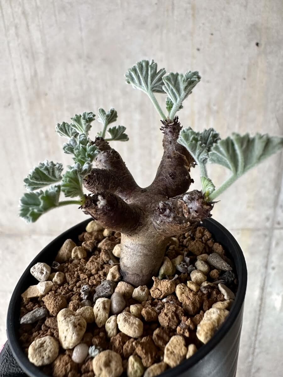 【現品限り】ペラルゴニム・ミラビレ 挿し木 発根済み【P1】 Pelargonium mirabile