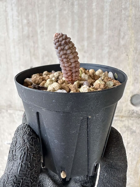 【現品限り】ブルビネ・ブルインシー 【P25】 Bulbine bruynsii