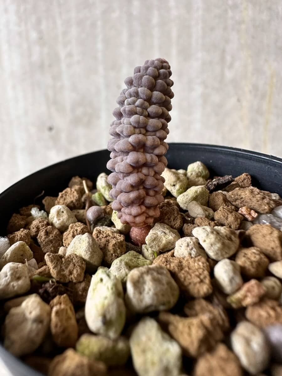 【現品限り】ブルビネ・ブルインシー 【P25】 Bulbine bruynsii