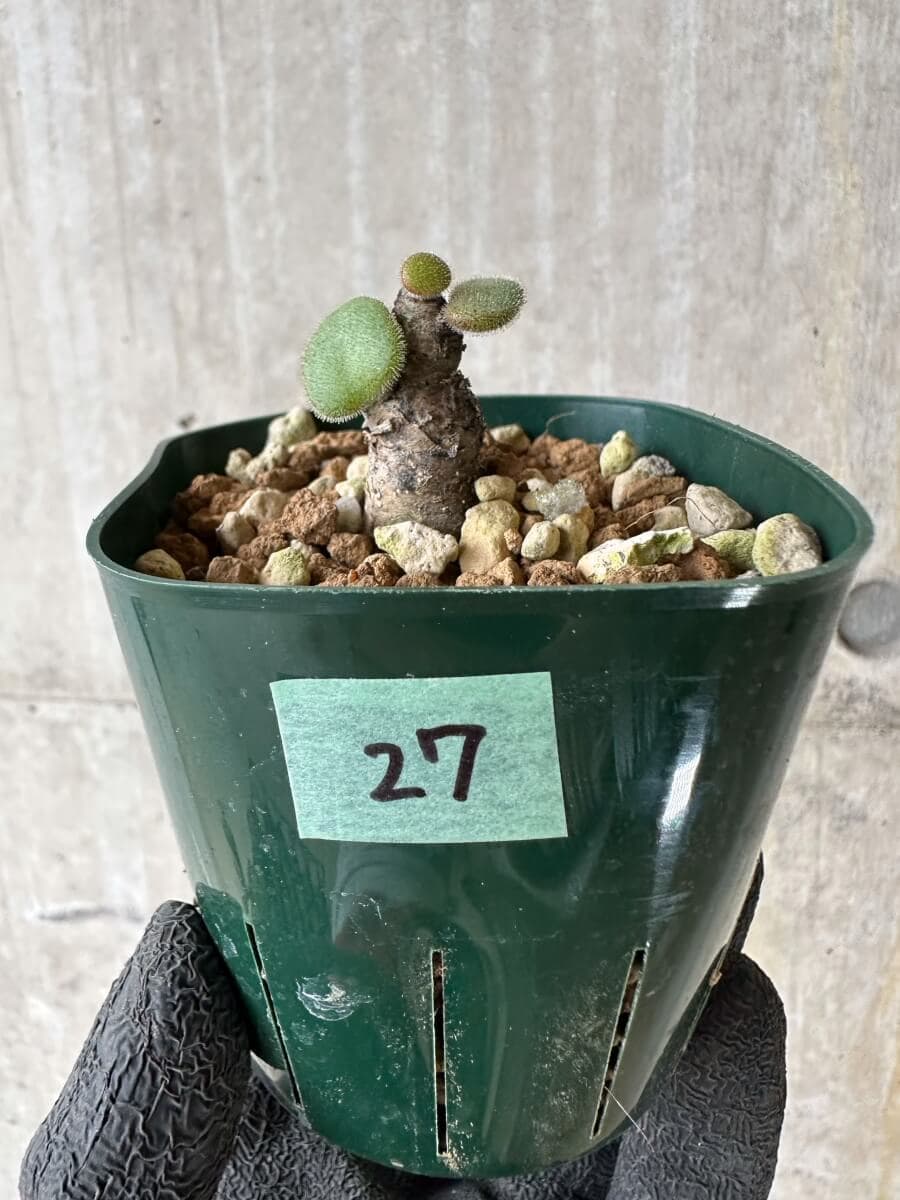 現品限り】チレコドン・ノルティ【P27】 Tylecodon nolteei 塊根植物