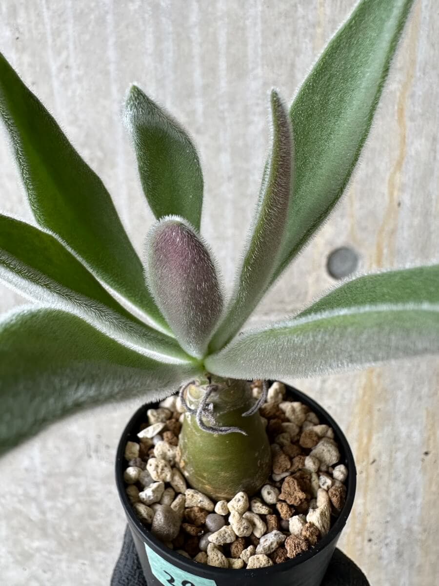 【現品限り】チレコドン・パニクラータス【P29】 Tylecodon paniculatus