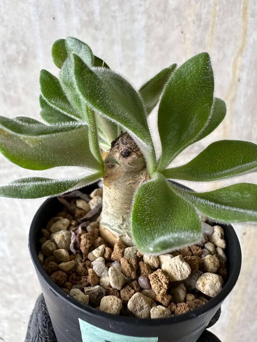 【現品限り】チレコドン・パニクラータス【P30】 Tylecodon paniculatus