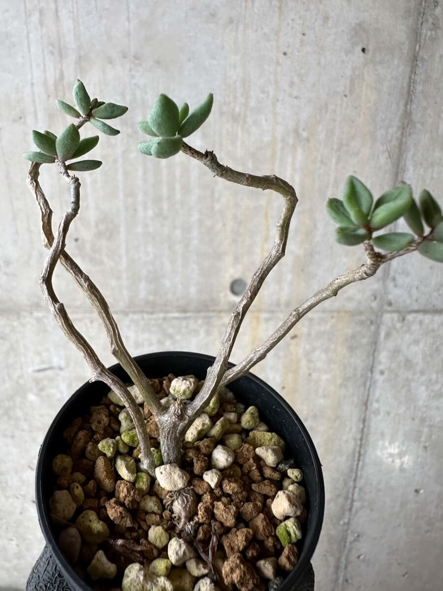 【現品限り】チレコドン・シミリス【P31】 Tylecodon similis