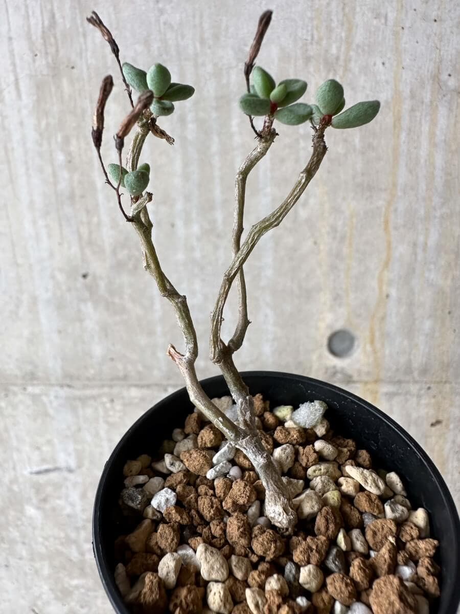 【現品限り】チレコドン・シミリス【P32】 Tylecodon similis