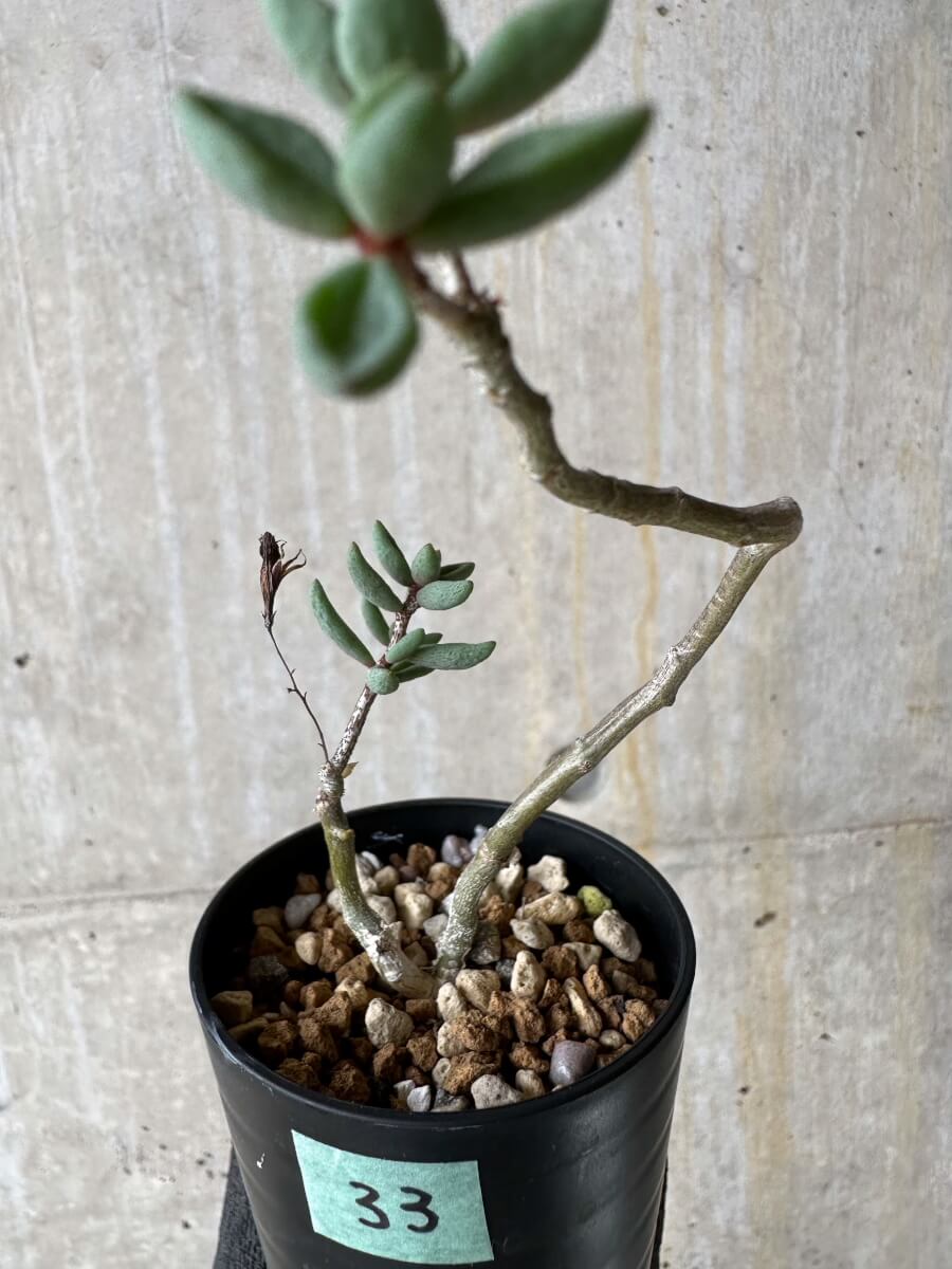 【現品限り】チレコドン・シミリス【P33】 Tylecodon similis
