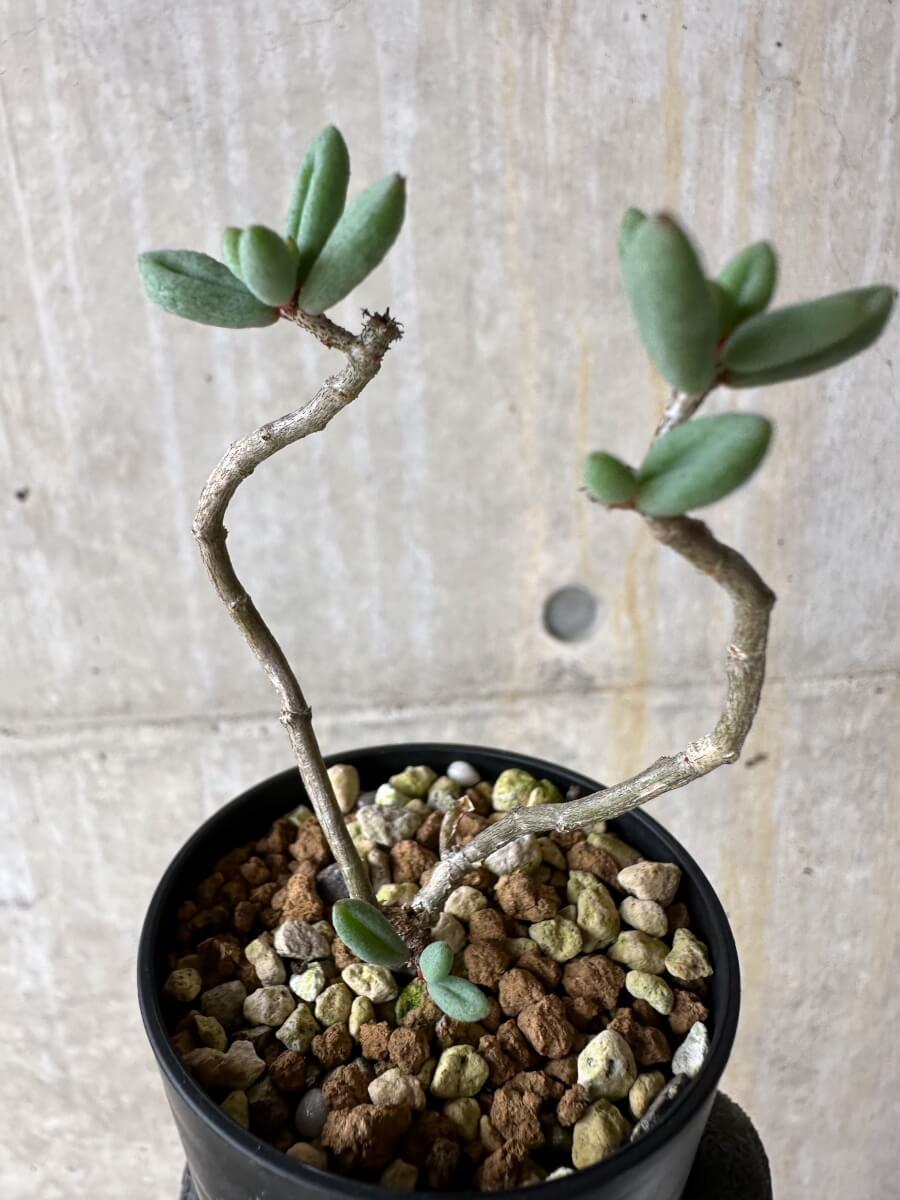 【現品限り】チレコドン・シミリス【P34】 Tylecodon similis