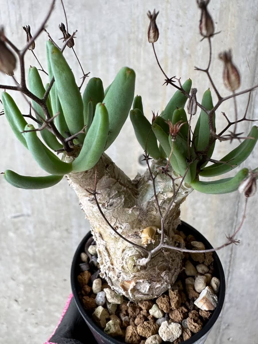 【現品限り】チレコドン・レティキュラータス 万物想【P37】 Tylecodon reticulatus