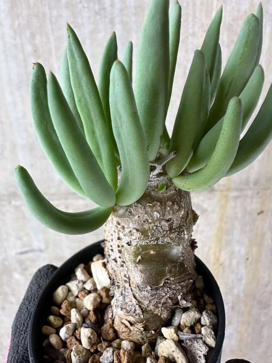 【現品限り】チレコドン・レティキュラータス 万物想【P38】 Tylecodon reticulatus