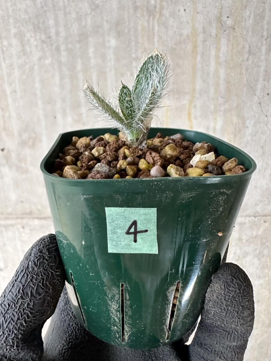 植物 現品限り】ゲチリス・セトーサ【P4】 Gethyllis setosa 塊根植物