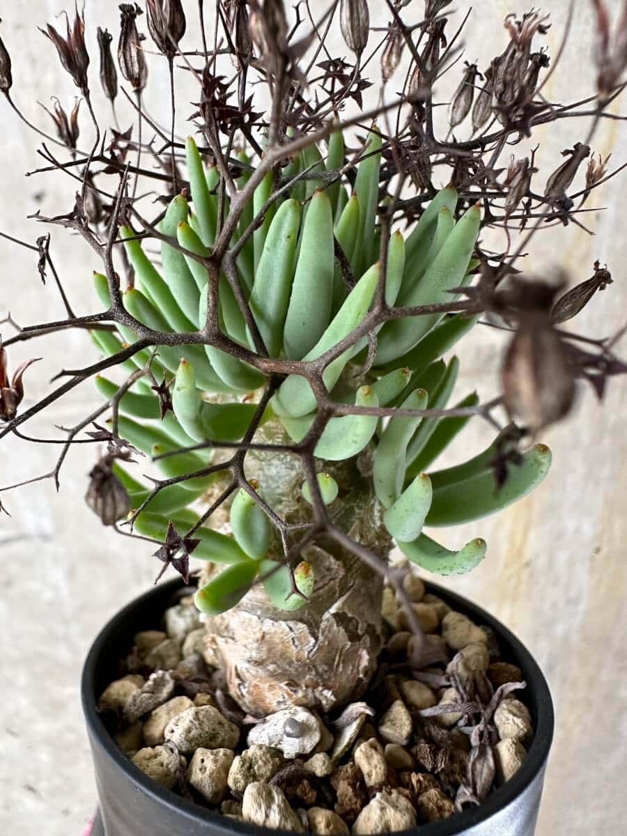 【現品限り】チレコドン・レティキュラータス 万物想【P40】 Tylecodon reticulatus