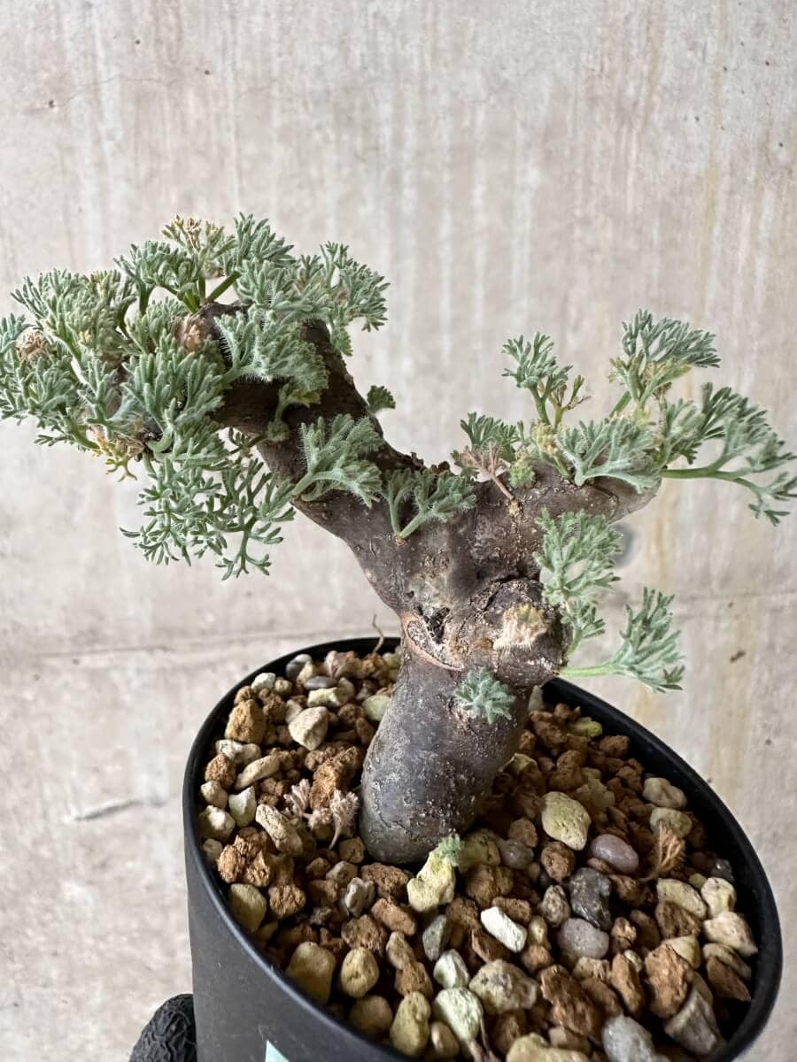 【現品限り】サルコカウロン・ムルチフィズム 現地株 発根済み【P49】 Sarcocaulon multifidum(Monsonia)