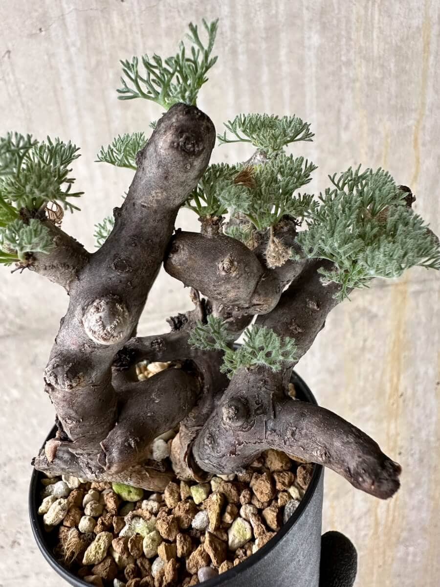 【現品限り】サルコカウロン・ムルチフィズム 現地株 発根済み【P50】 Sarcocaulon multifidum(Monsonia)