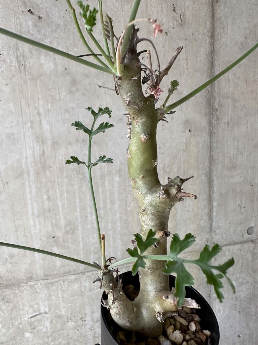 【現品限り】ペラルゴニウム・クリズミフォリウム 挿し木 発根済み【P52】 Pelargonium crithmifolium