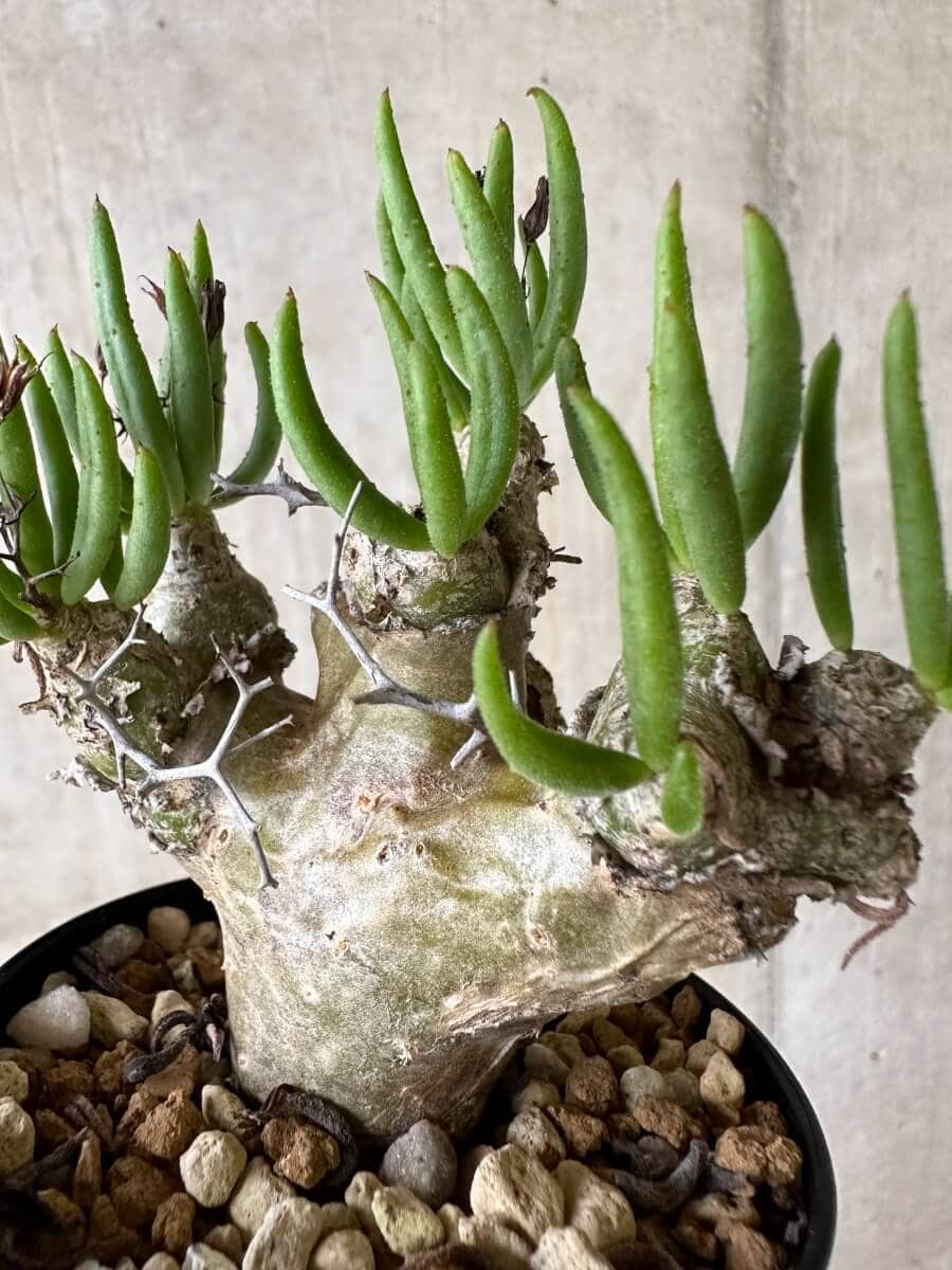 【現品限り】チレコドン・レティキュラータス 現地株 発根済み 万物想【P54】 Tylecodon reticulatus