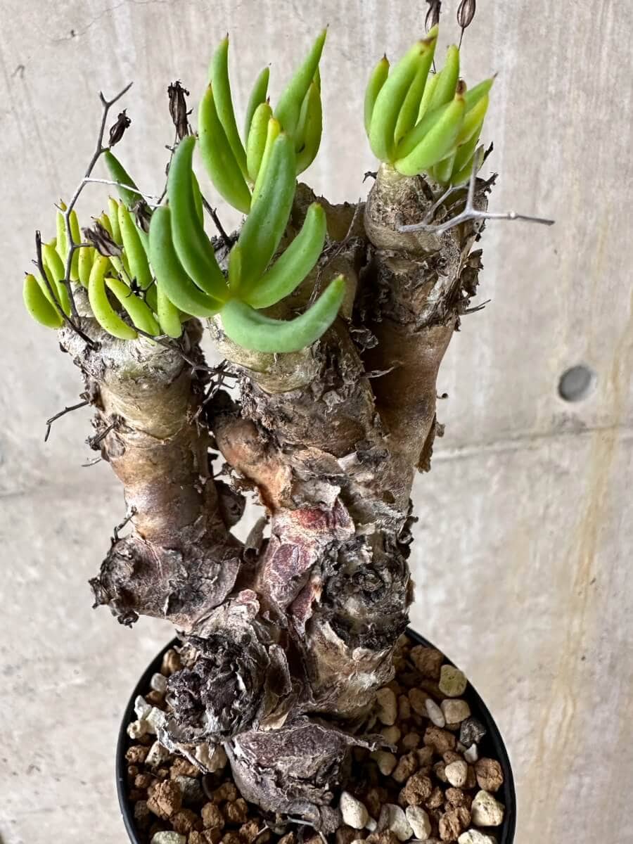 【現品限り】チレコドン・レティキュラータス 現地株 発根済み 万物想【P55】 Tylecodon reticulatus