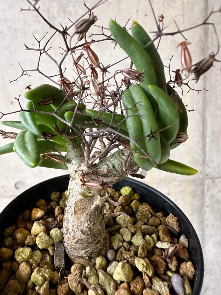 【現品限り】チレコドン・レティキュラーツス 万物想 挿し木 発根済み【P61】 Tylecodon reticulatus