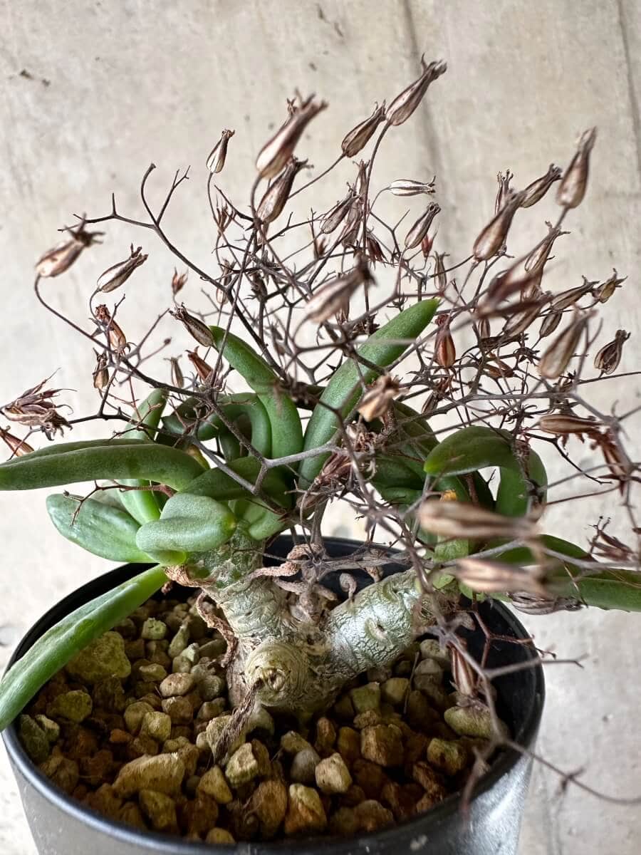 【現品限り】チレコドン・レティキュラーツス 万物想 挿し木 発根済み【P62】 Tylecodon reticulatus